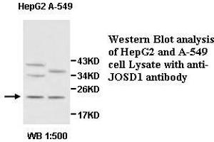 Image no. 1 for anti-Josephin Domain Containing 1 (JOSD1) antibody (ABIN1577406)