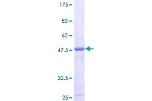 MRPS24 Protein (AA 1-167) (GST tag)