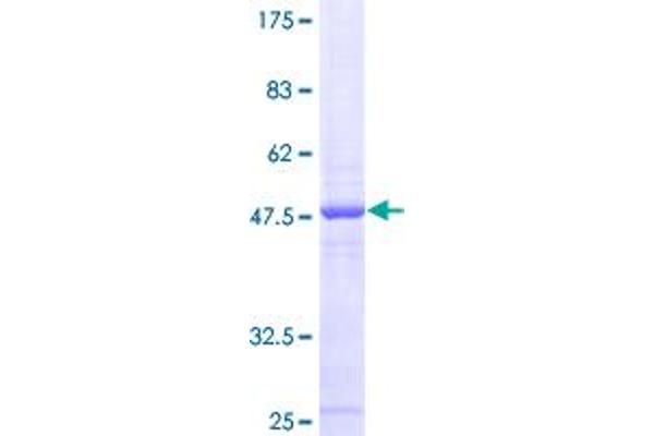 MRPS24 Protein (AA 1-167) (GST tag)