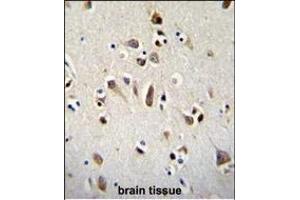 OTX2 Antibody (C-term) (ABIN1881611 and ABIN2845106) immunohistochemistry analysis in formalin fixed and paraffin embedded human brain tissue followed by peroxidase conjugation of the secondary antibody and DAB staining. (OTX2 antibody  (C-Term))