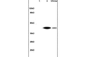 L1 mouse embryo lysates L2 mouse liver lysates probed with Anti CGP-39/YKL-40 Polyclonal Antibody, Unconjugated (ABIN737556) at 1:200 in 4 °C. (CHI3L1 antibody  (AA 330-381))
