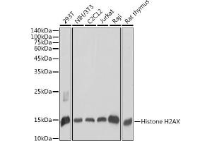 Western blot analysis of extracts of various cell lines, using Histone H2AX antibody (ABIN7267725) at 1:1000 dilution. (Histone H2A antibody  (C-Term))
