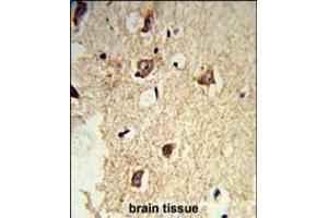 Formalin-fixed and paraffin-embedded mouse brain tissue reacted with GABARL2 Antibody, which was peroxidase-conjugated to the secondary antibody, followed by DAB staining. (GABARAPL2 antibody)