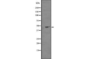 Western blot analysis of NPY4R expression in K562 cell line lysates ,The lane on the left is treated with the antigen-specific peptide. (NPY4R antibody  (N-Term))