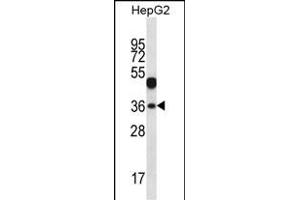 WDR45L Antibody (N-term) (ABIN657176 and ABIN2837906) western blot analysis in HepG2 cell line lysates (35 μg/lane). (WD Repeat Domain 45B (WDR45B) (AA 24-52), (N-Term) antibody)