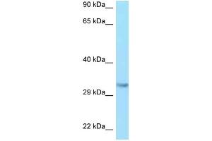 WB Suggested Anti-IGF2 Antibody Titration: 1.