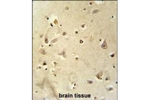 RSRC1 antibody (Center) (ABIN6243569 and ABIN6577315) immunohistochemistry analysis in formalin fixed and paraffin embedded human brain tissue followed by peroxidase conjugation of the secondary antibody and DAB staining. (RSRC1 antibody  (AA 139-169))