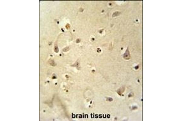 RSRC1 antibody  (AA 139-169)