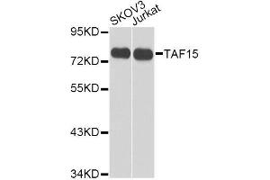 Western blot analysis of extracts of various cell lines, using TAF15 antibody. (TAF15 antibody  (AA 1-280))