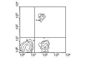 Image no. 1 for anti-CD8 (CD8) antibody (Biotin) (ABIN135498) (CD8 antibody  (Biotin))