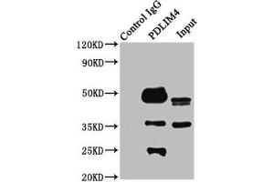 Immunoprecipitating PDLIM4 in K562 whole cell lysate Lane 1: Rabbit control IgG instead of ABIN7162726 in K562 whole cell lysate. (PDLIM4 antibody  (AA 81-243))