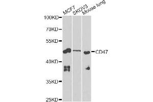 Western blot analysis of extracts of various cell lines, using CD47 Antibody (ABIN5970938) at 1/1000 dilution. (CD47 antibody)
