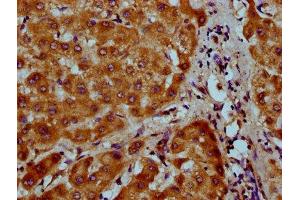 IHC image of ABIN7160724 diluted at 1:200 and staining in paraffin-embedded human liver tissue performed on a Leica BondTM system. (NAAA antibody  (AA 29-199))