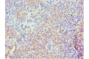 Immunohistochemistry of paraffin-embedded human tonsil tissue using ABIN7158299 at dilution of 1:100 (CD43 antibody  (AA 276-400))