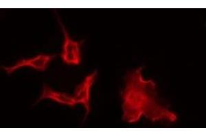 ABIN6275352 staining A549 by IF/ICC. (PEX2 antibody  (Internal Region))