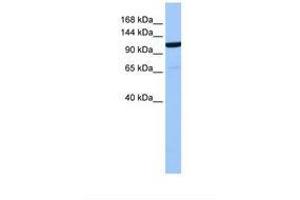 Image no. 1 for anti-Nucleoporin 155kDa (NUP155) (AA 796-845) antibody (ABIN6738869) (NUP155 antibody  (AA 796-845))