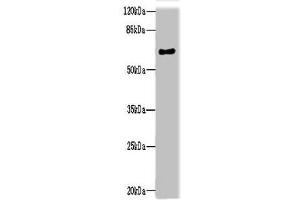 Western blot All lanes: NRXN3 antibody at 2 μg/mL + Mouse heart tissue Secondary Goat polyclonal to rabbit IgG at 1/10000 dilution Predicted band size: 70, 48, 44, 51 kDa Observed band size: 70 kDa (Neurexin 3 antibody  (AA 201-432))