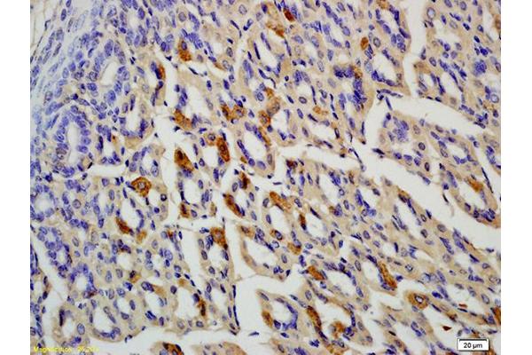 Olfactomedin 1 antibody  (AA 101-200)