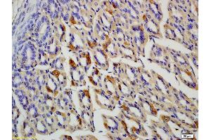Formalin-fixed and paraffin embedded rat colon labeled with Anti-OLFM1 Polyclonal Antibody, Unconjugated (ABIN678308) at 1:200 followed by conjugation to the secondary antibody and DAB staining (Olfactomedin 1 antibody  (AA 101-200))