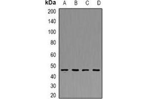 Western blot analysis of PDK4 expression in THP1 (A), Hela (B), mouse kidney (C), mouse heart (D) whole cell lysates. (PDK4 antibody)