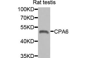Western blot analysis of extracts of rat testis, using CPA6 antibody. (CPA6 antibody)