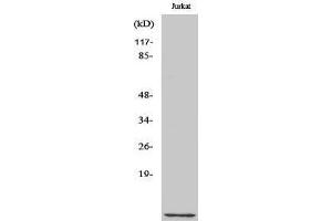 Western Blotting (WB) image for anti-CDC28 Protein Kinase Regulatory Subunit 1B (CKS1B) (N-Term) antibody (ABIN3174414) (CKS1 antibody  (N-Term))