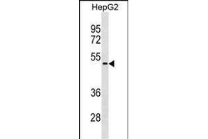 NEU1 Antibody (Center) (ABIN1881576 and ABIN2838925) western blot analysis in HepG2 cell line lysates (35 μg/lane). (NEU1 antibody  (AA 188-214))