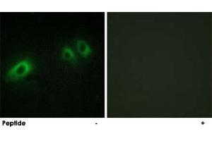 Immunofluorescence analysis of HeLa cells, using LAMB1 polyclonal antibody . (Laminin beta 1 antibody  (C-Term))
