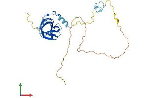 AlphaFold protein structure predicition of Mouse Recombinant Zcchc17 Protein, UniprotID Q9ESX4 (ZCCHC17 Protein (AA 1-241) (His tag))