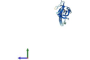 AlphaFold protein structure predicition of Mouse Recombinant Clec1b Protein, UniprotID Q9JL99 (C-Type Lectin Domain Family 1, Member B (CLEC1B) (AA 1-229) protein (His tag))
