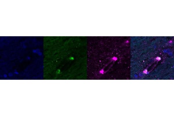 C1QL2 antibody