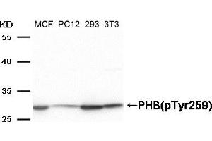 Western Blotting (WB) image for anti-Prohibitin (PHB) (pTyr259) antibody (ABIN7138964)