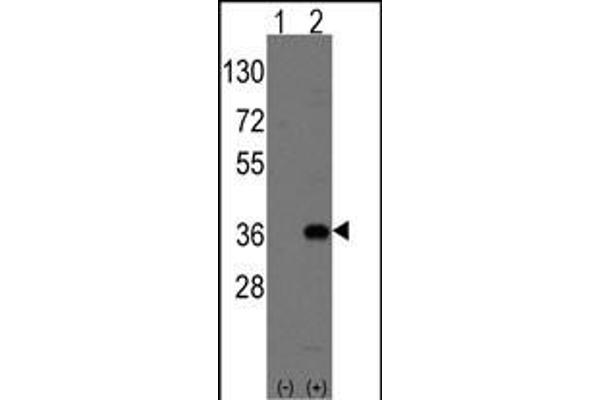 Msx2/Hox8 antibody  (C-Term)