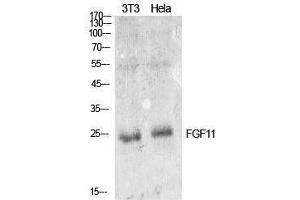 Western Blotting (WB) image for anti-Fibroblast Growth Factor 11 (FGF11) (Internal Region) antibody (ABIN3178893) (FGF11 antibody  (Internal Region))