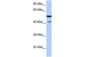 Image no. 1 for anti-HSPB (Heat Shock 27kDa) Associated Protein 1 (HSPBAP1) (N-Term) antibody (ABIN6742881) (HSPBAP1 antibody  (N-Term))
