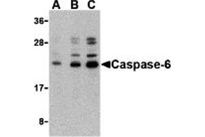 Western Blotting (WB) image for anti-Caspase 6, Apoptosis-Related Cysteine Peptidase (CASP6) (N-Term) antibody (ABIN1031299) (Caspase 6 antibody  (N-Term))