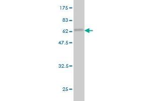 Western Blot detection against Immunogen (55. (HHEX antibody  (AA 1-270))