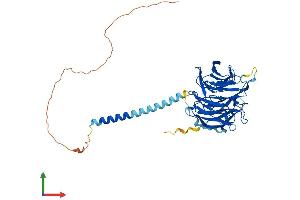 Protein Structure (PS) image for Ribosomal RNA Processing 9, Small Subunit (SSU) Processome Component, Homolog (RRP9) (AA 1-475) protein (His tag) (ABIN7544943)
