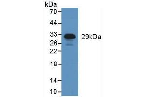 Figure. (ELANE antibody  (AA 30-247))