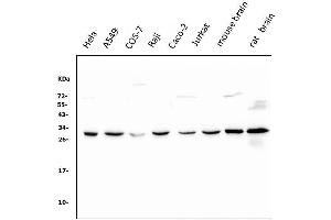 Western blot analysis of 14-3-3 zeta/delta using anti-14-3-3 zeta/delta antibody (ABIN7602974).