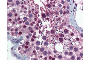 Anti-KPNA1 / SRP1 antibody IHC of human testis. (KPNA1 antibody  (AA 1-539))