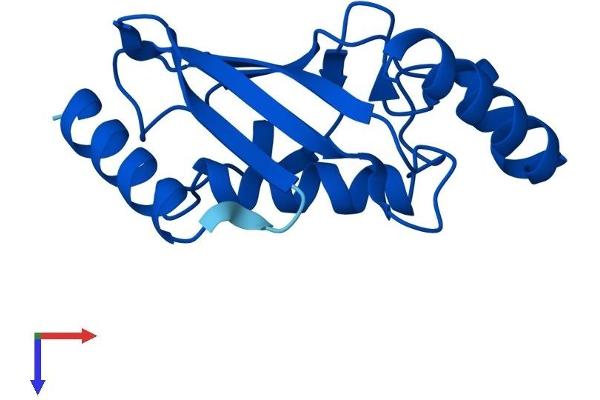 UBE2D3 Protein (AA 1-147) (His tag)