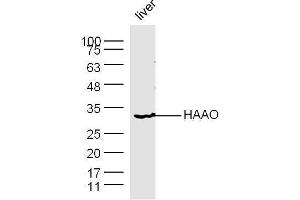 Mouse liver lysates probed with Rabbit Anti-HAAO Polyclonal Antibody, Unconjugated  at 1:500 for 90 min at 37˚C. (HAAO antibody  (AA 101-200))