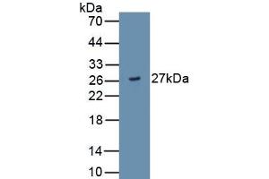 ADAMTS9 antibody  (AA 1727-1935)