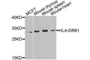Western blot analysis of extracts of various cell lines, using HLA-DRB1 antibody (ABIN5975721) at 1/1000 dilution. (HLA-DRB1 antibody)