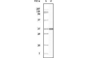 Western blot analysis using BLK mouse mAb against truncated BLK recombinant protein. (BLK antibody)