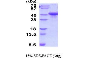SDS-PAGE (SDS) image for Cell Adhesion Molecule 1 (CADM1) (AA 45-374) protein (His tag) (ABIN6387491)