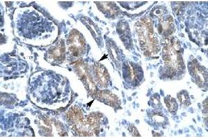 Immunohistochemical staining (Formalin-fixed paraffin-embedded sections) of human kidney with FOXF1 polyclonal antibody  at 4-8 ug/mL working concentration. (FOXF1 antibody  (C-Term))