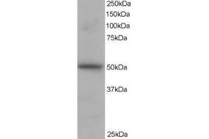 ABIN184666 staining (1µg/ml) of H460 lysate (RIPA buffer, 35µg total protein per lane). (PACSIN3 antibody  (N-Term))