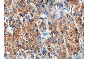 ABIN6278433 at 1/200 staining human pancreas tissue sections by IHC-P. (Cholecystokinin antibody  (Internal Region))